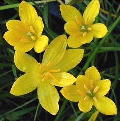 Rain Lily - Yellow Pack of 10