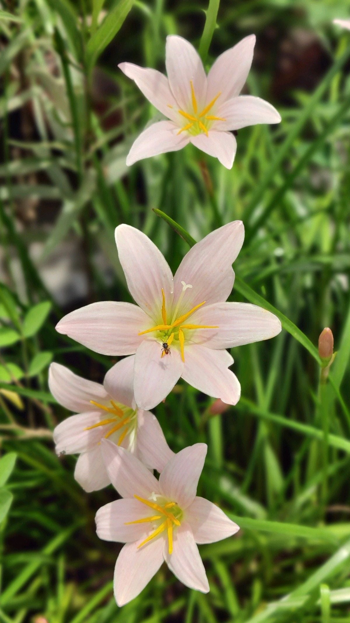 Rain Lily-Light Pink Pack of 10
