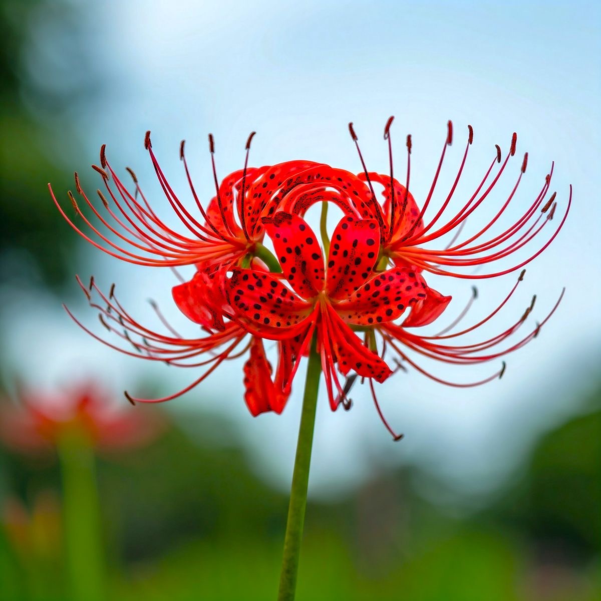 Lycorish - Red