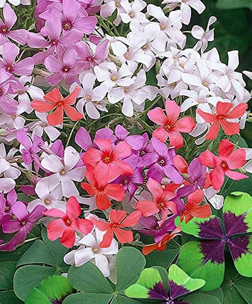 Oxalis - Mix