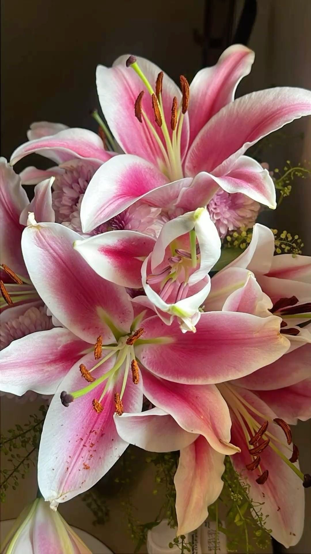 Oriental Lily - Pink