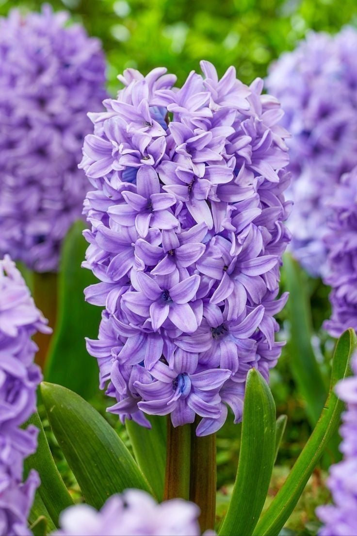 Hyacinth - Purple