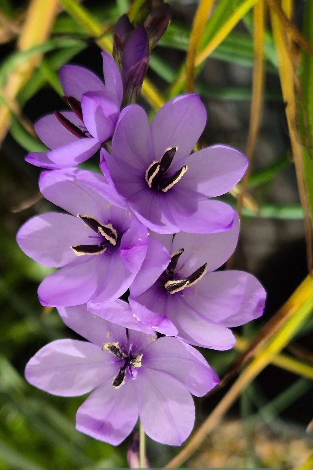 Ixia - Purple
