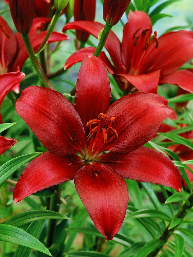 Asiatic Lily/Linium - Red