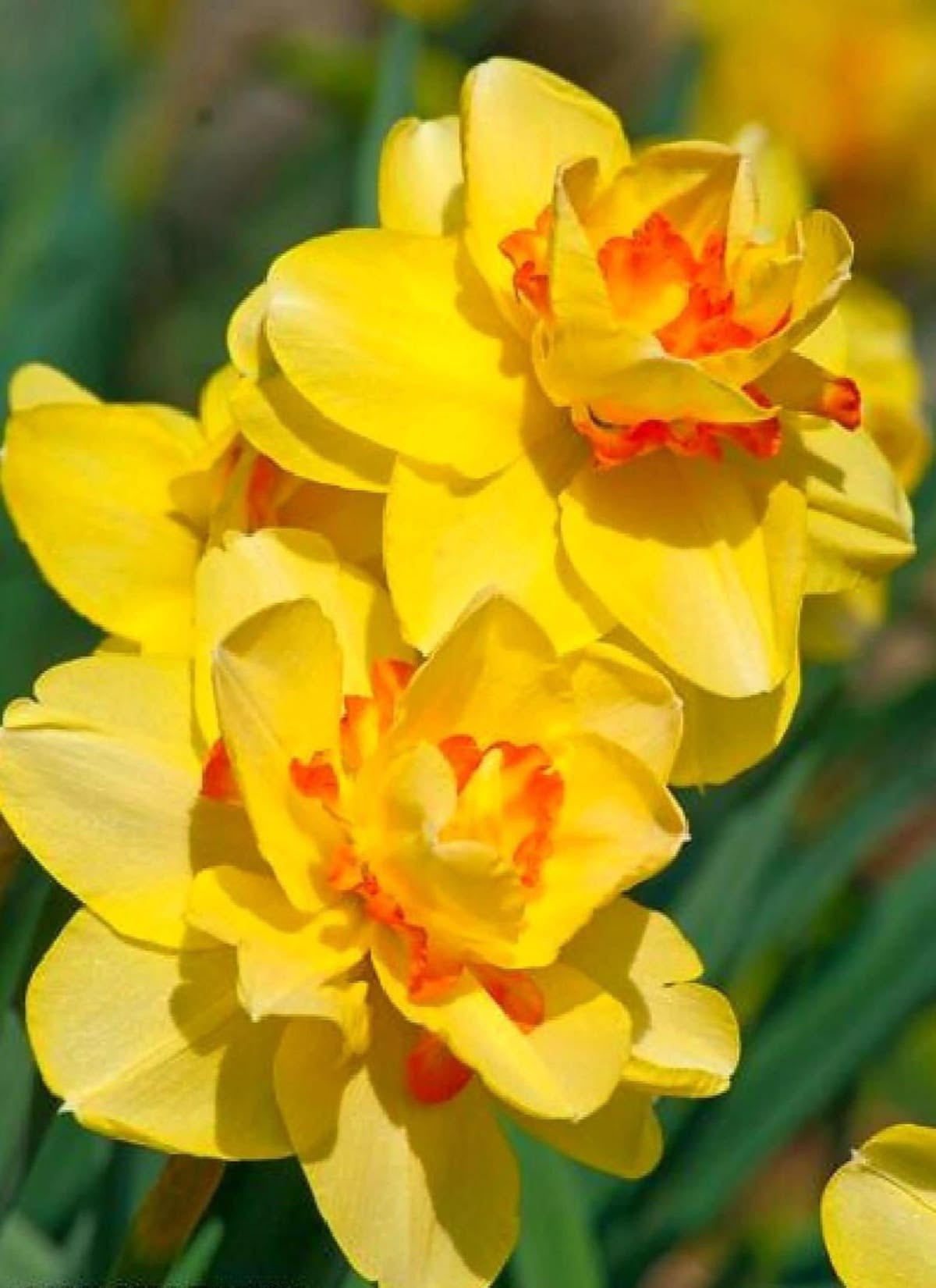 Daffodil Yellow Double - Yellow