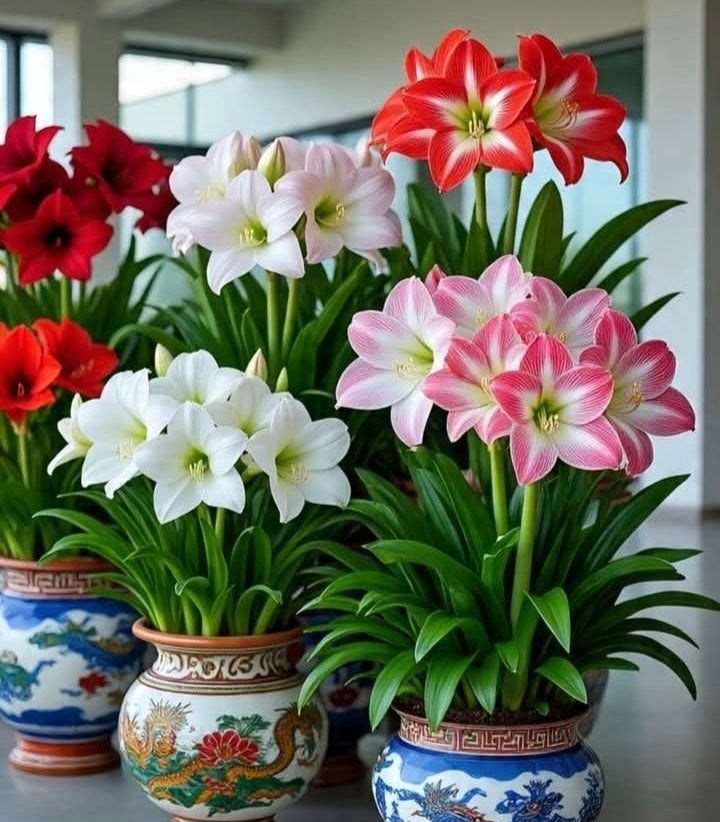 Amaryllis Lily - Mix Pack of 5