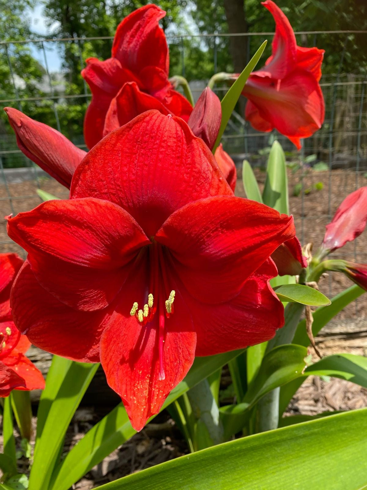 Amaryllis Lily Double - Red