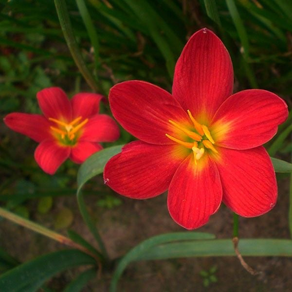 Rain Lily - Red