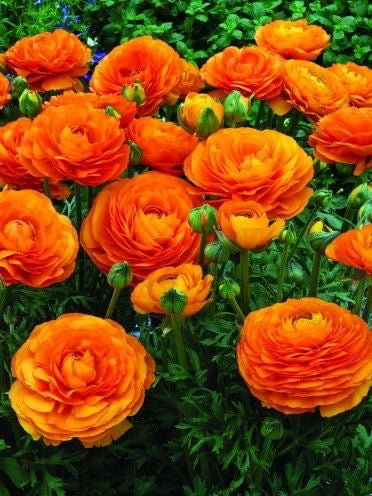 Ranunculus - Orange