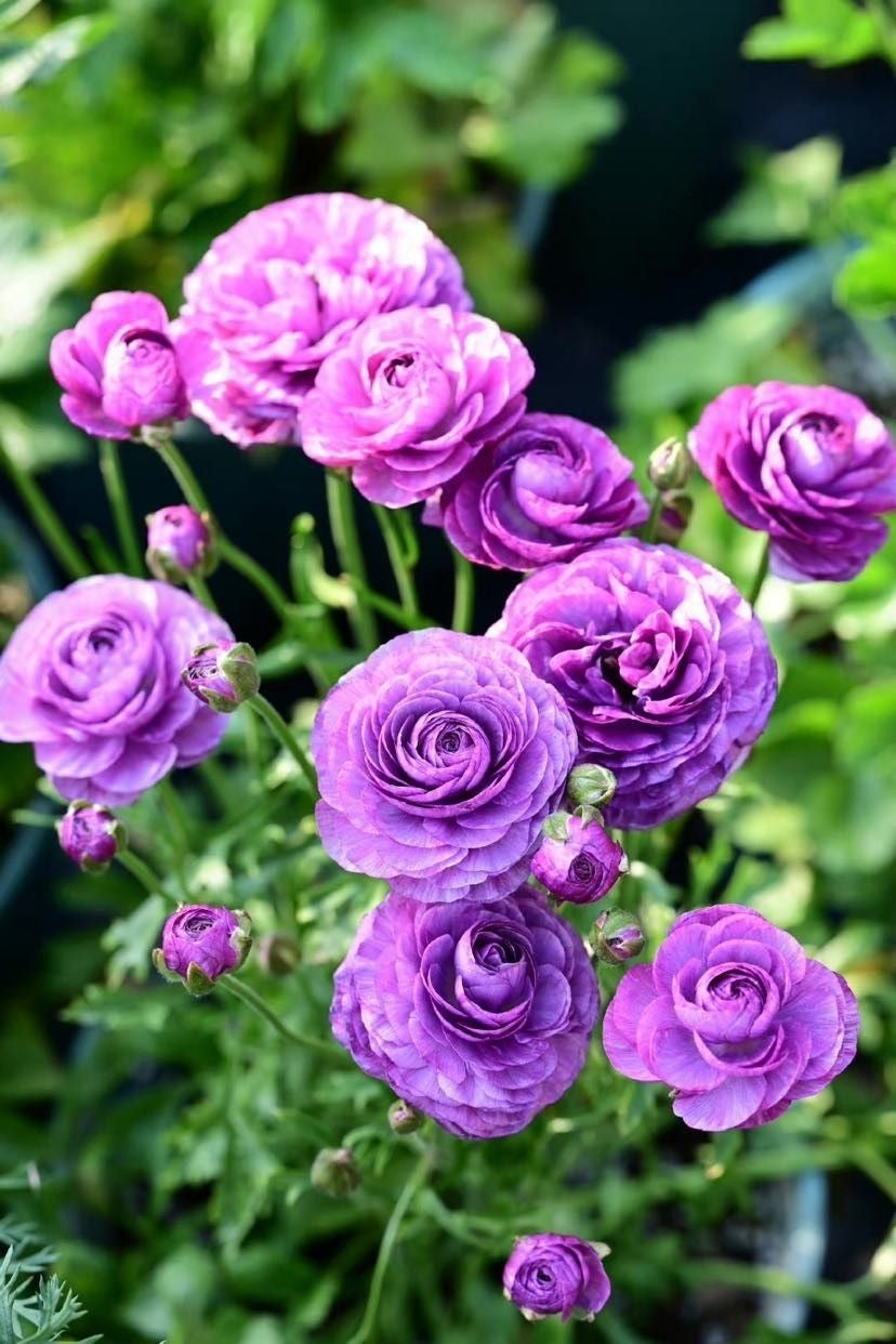 Ranunculus - Purple
