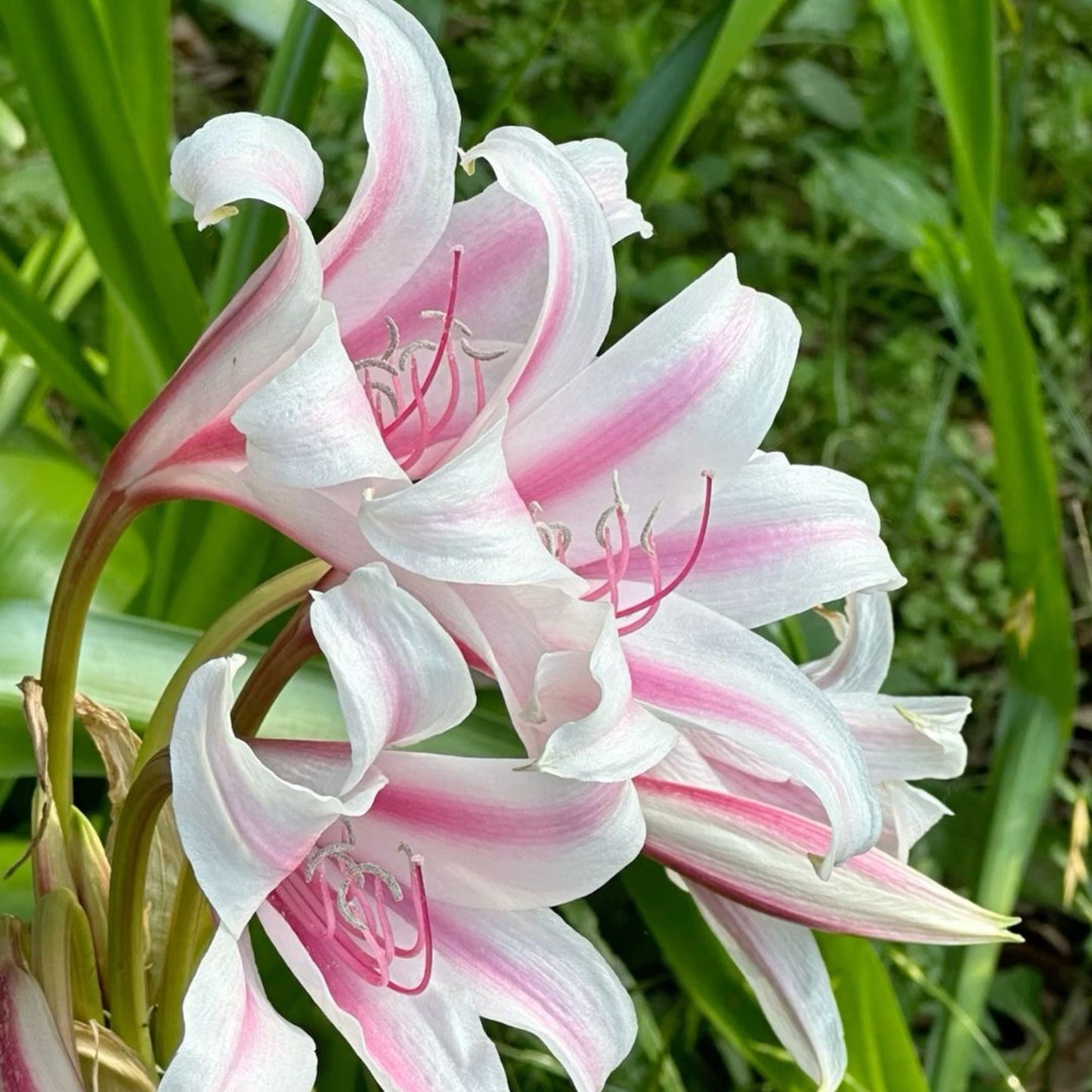 Crinium Lily - White Pack of 5