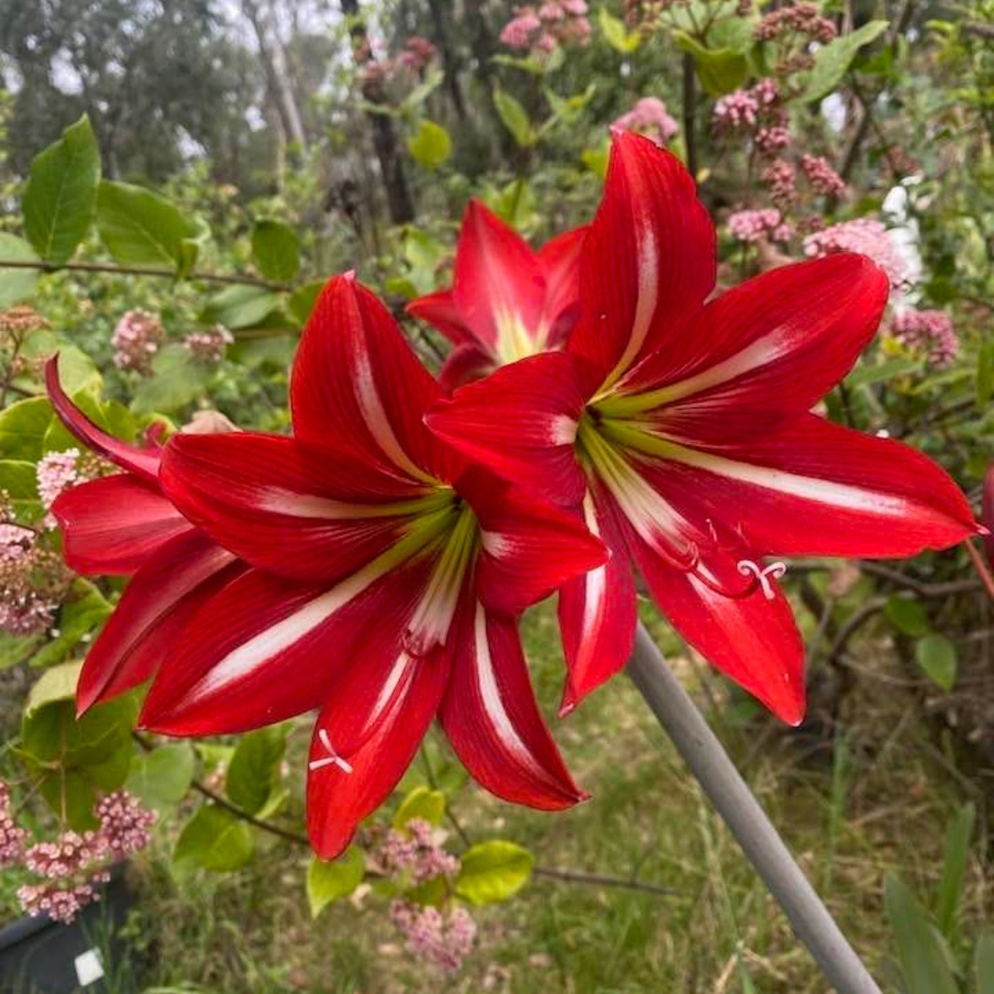 Crinium Lily - Red Pack of 5