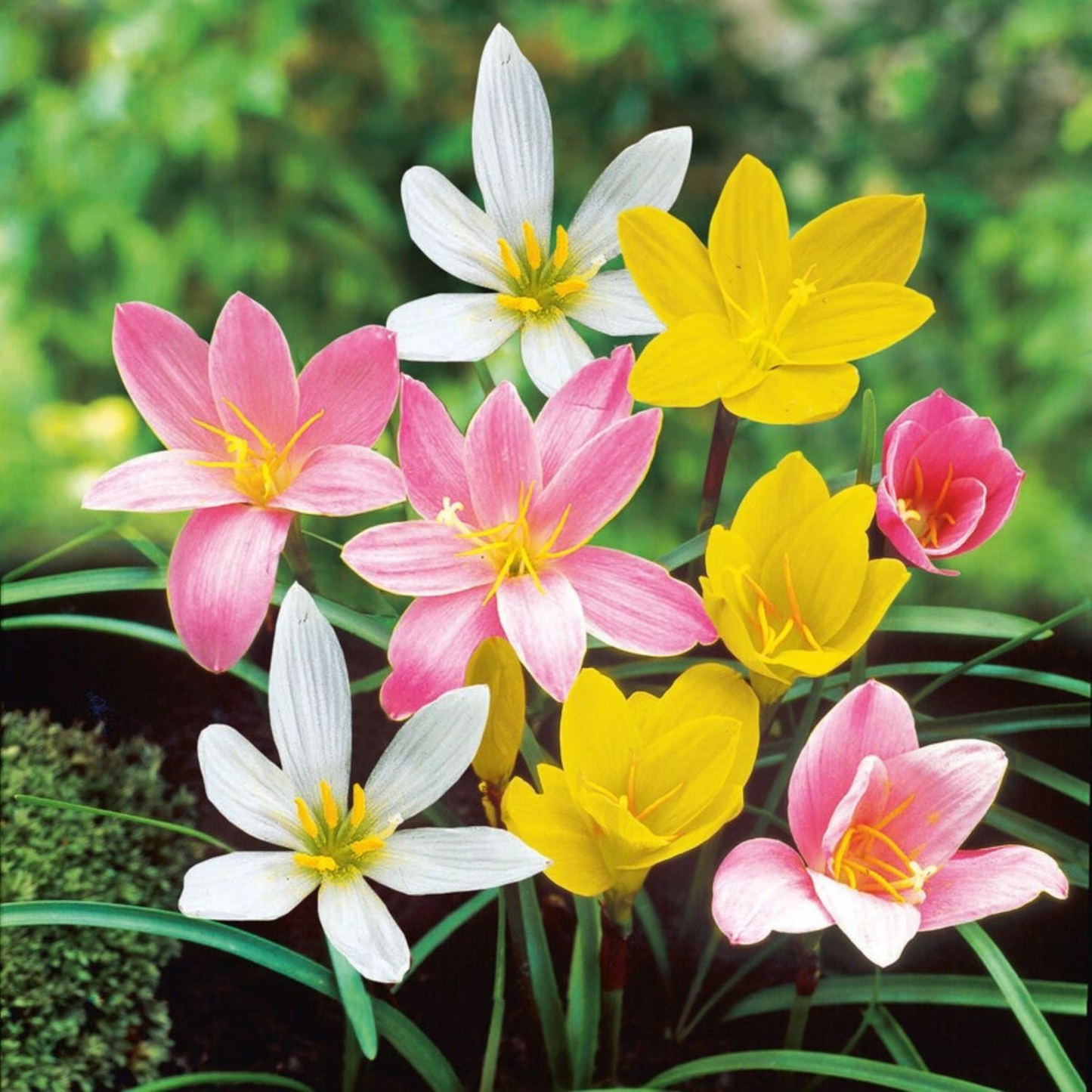 Rain Lily - Mix