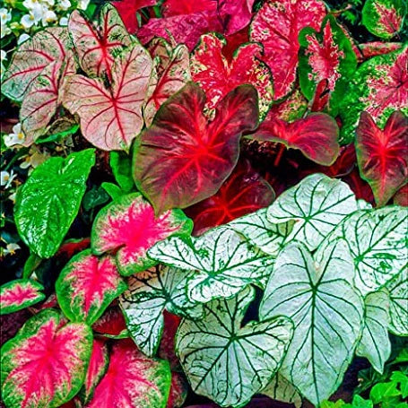 Caladium - Mix Pack of 10
