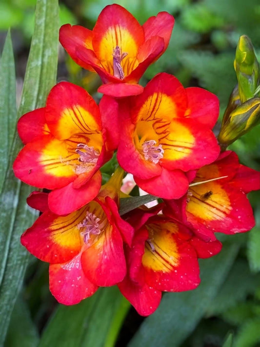 Freesia - Bi-Colour