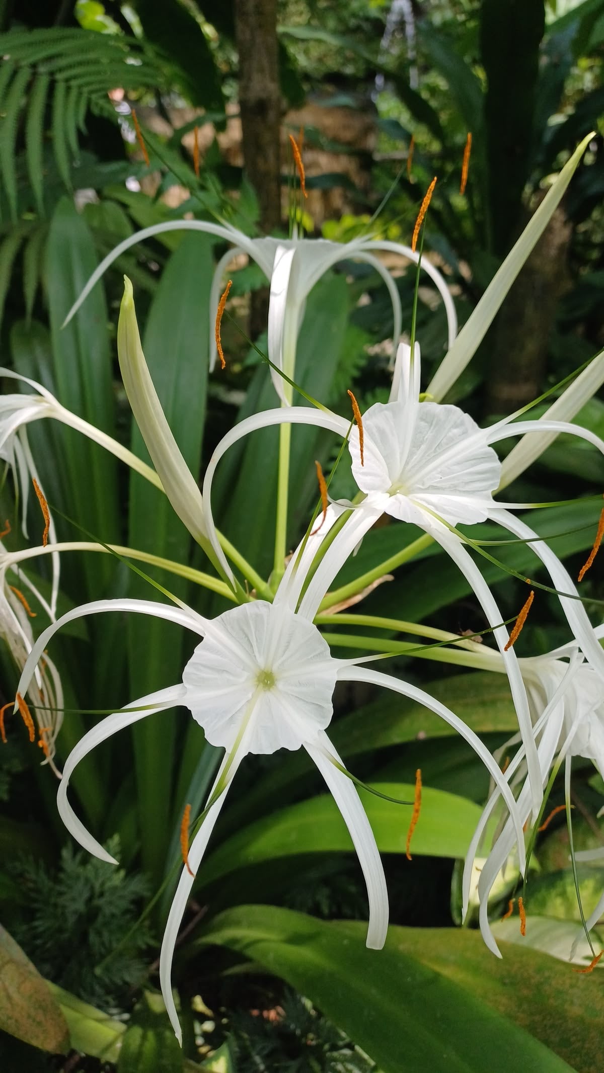 Spider Lily-White Pack of 5