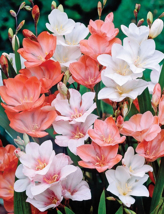 Tritonia - Mix