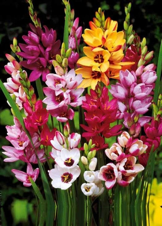 Ixia - Mix Pack of 5