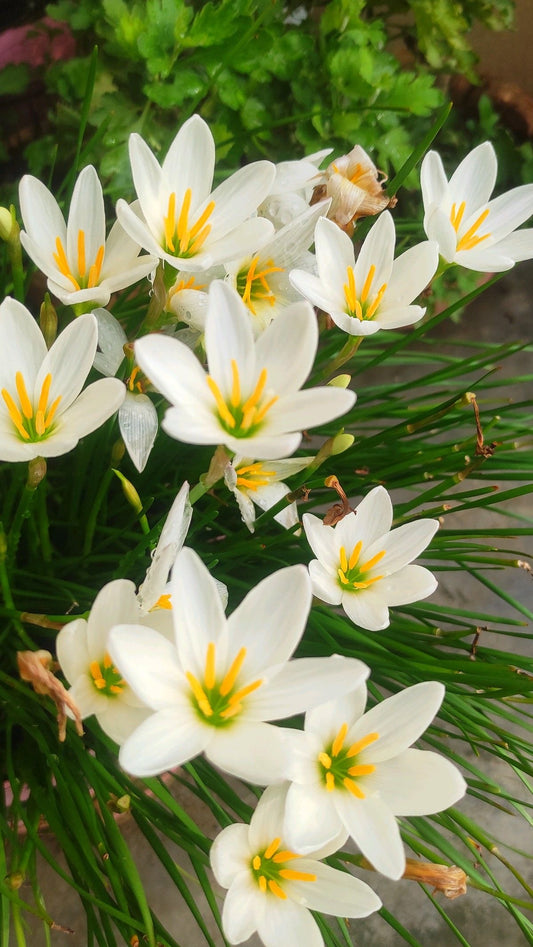 Rain Lily - White Pack of 10