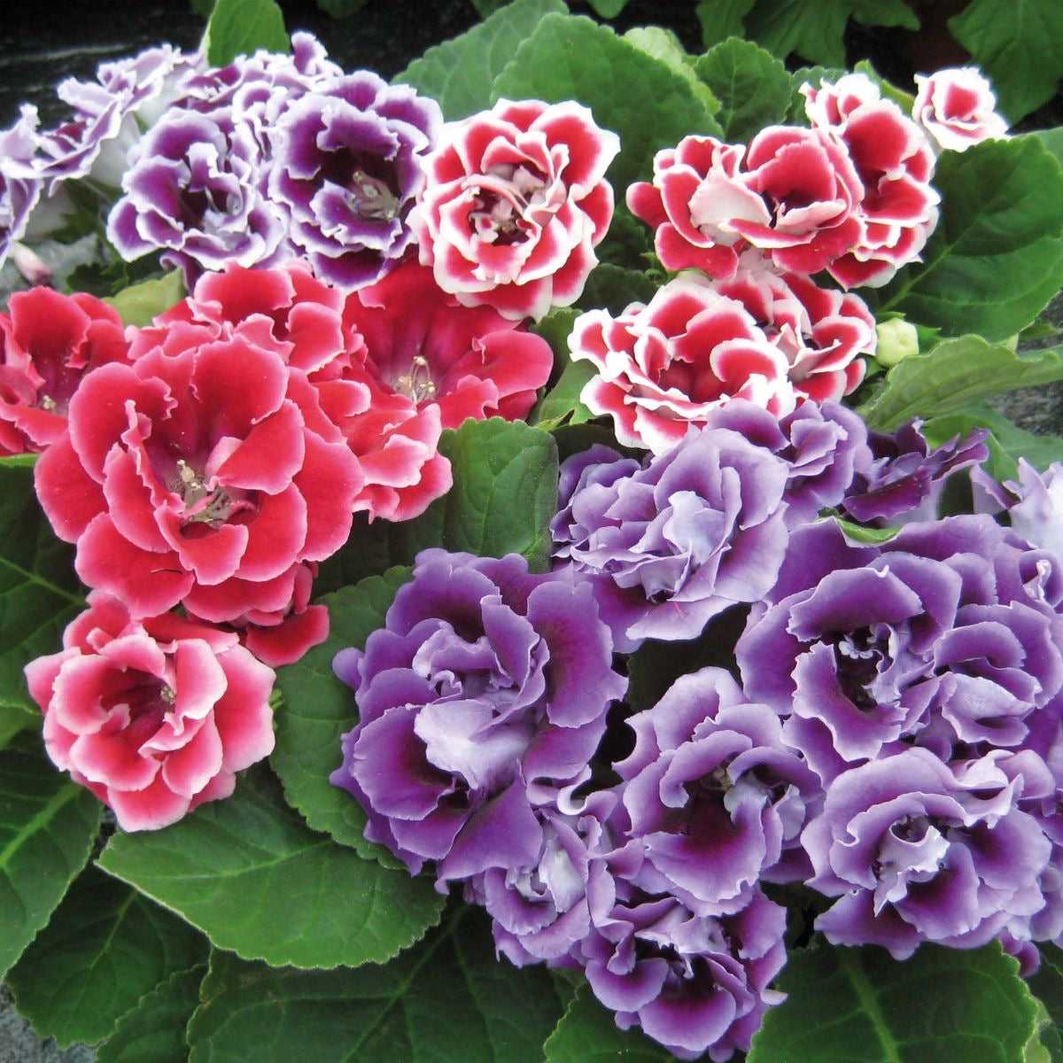 Gloxinia - Mix