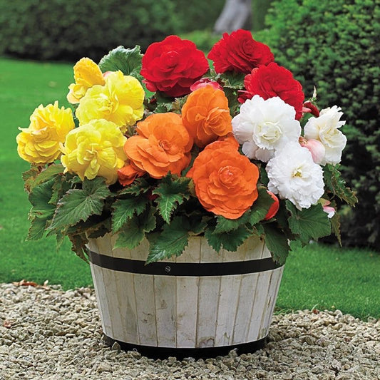 Begonia Tuberose - Mix