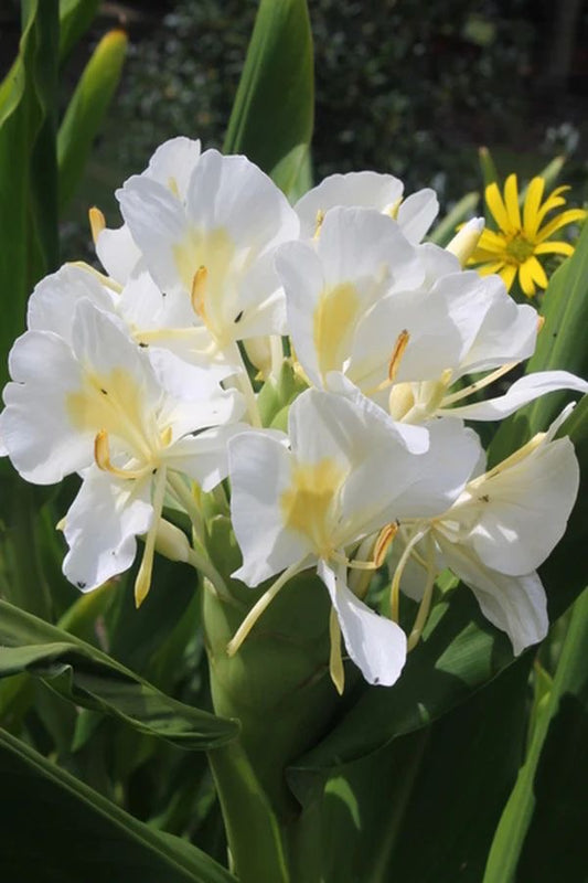 Ginger Lily - white