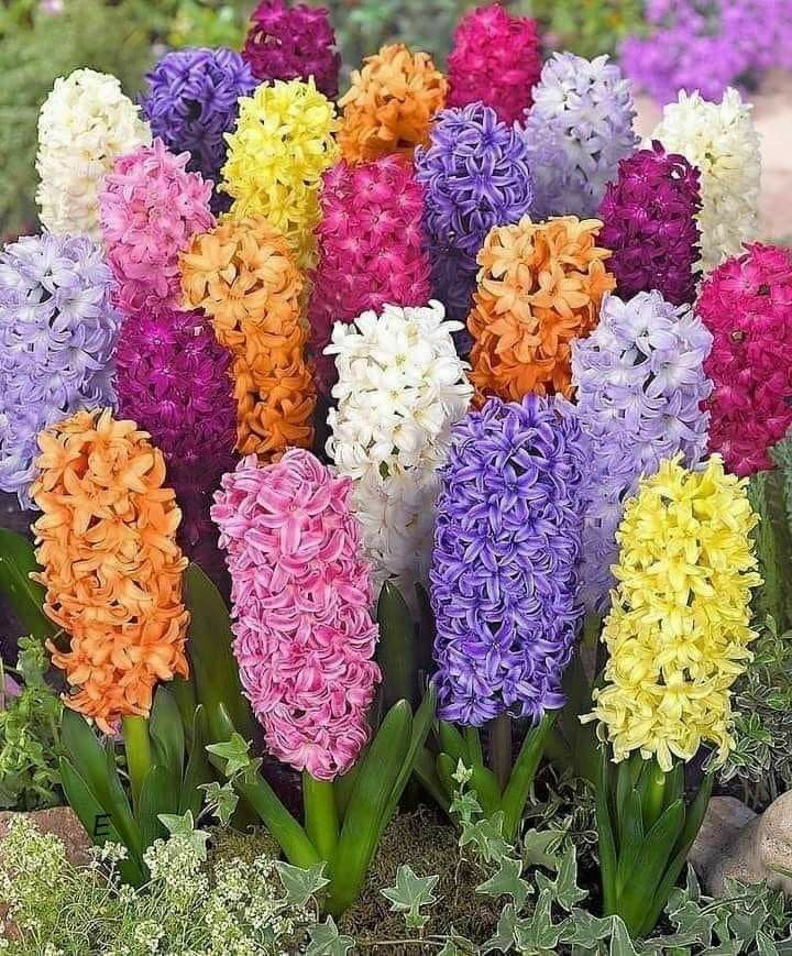Hyacinth - Mix