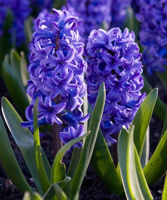 Hyacinth - Blue