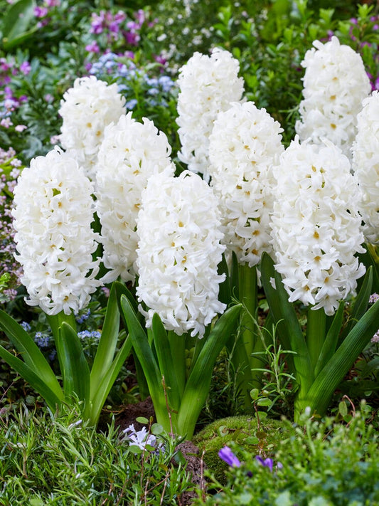 Hyacinth - White