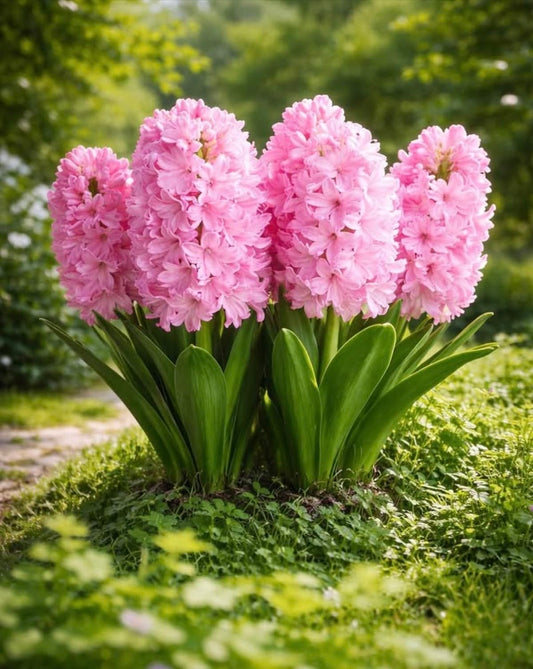 Hyacinth - Pink