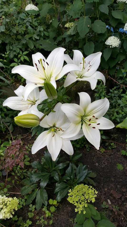 Eucharis - White