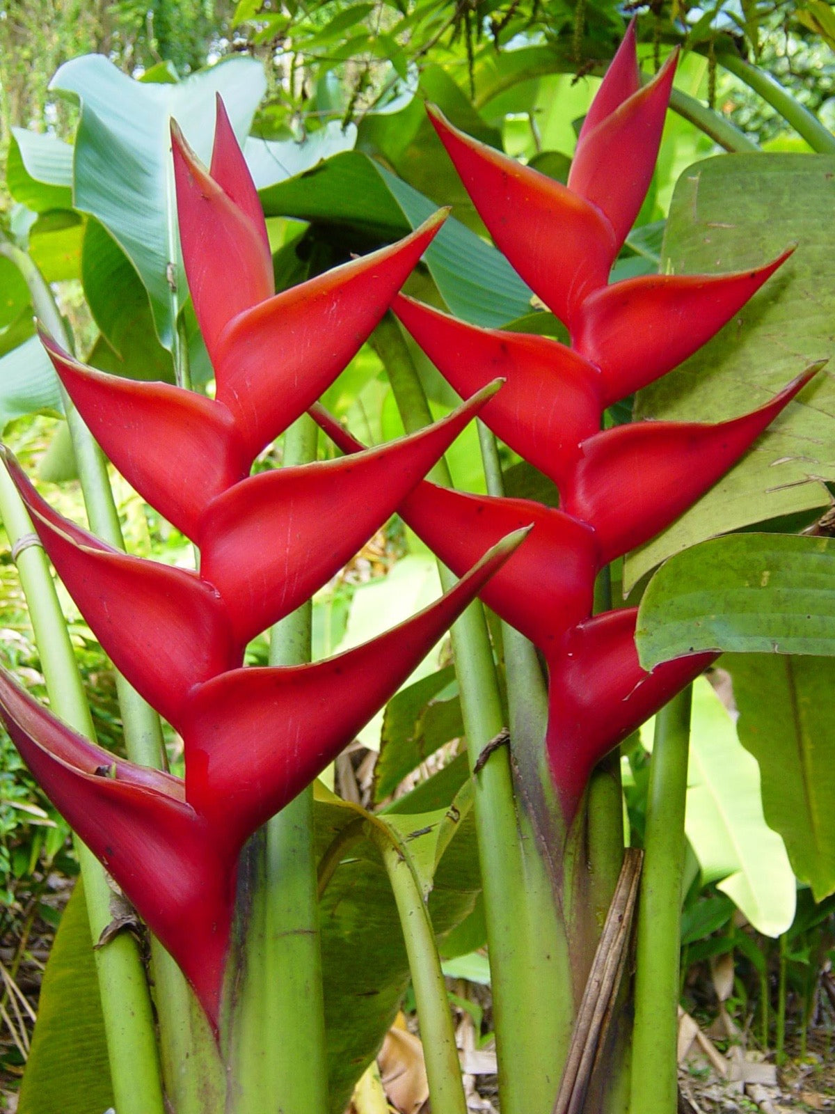 Heliconia - Red