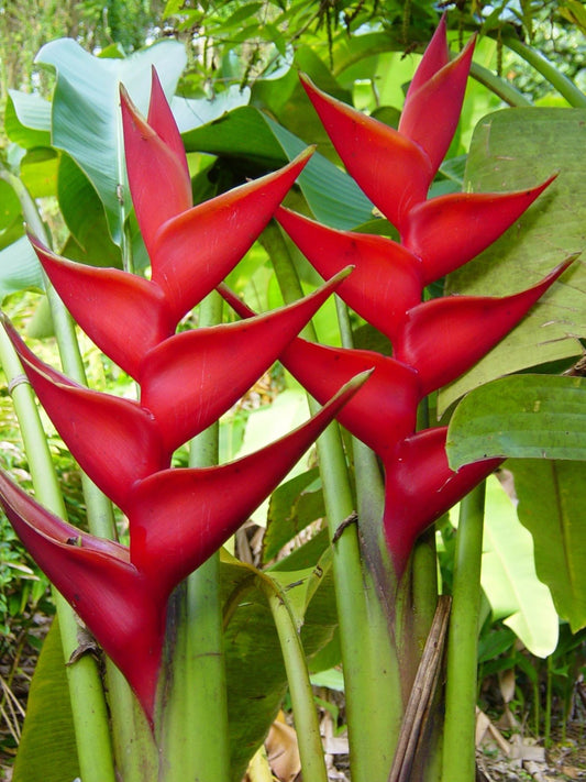 Heliconia - Red