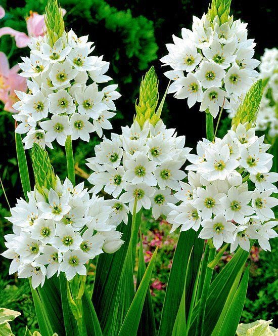 Chincheerinchee - White
