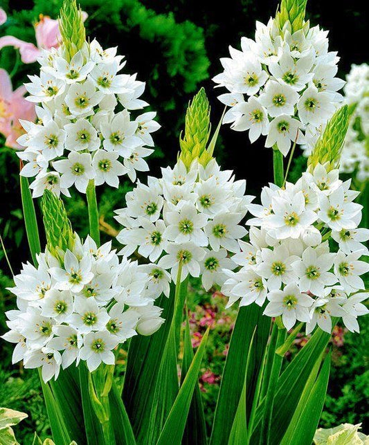 Ixia - White