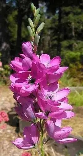 Ixia - Pink