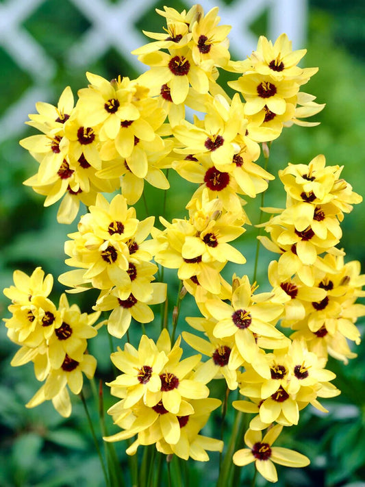 Ixia - Yellow