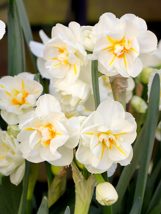 Daffodil White Double - White