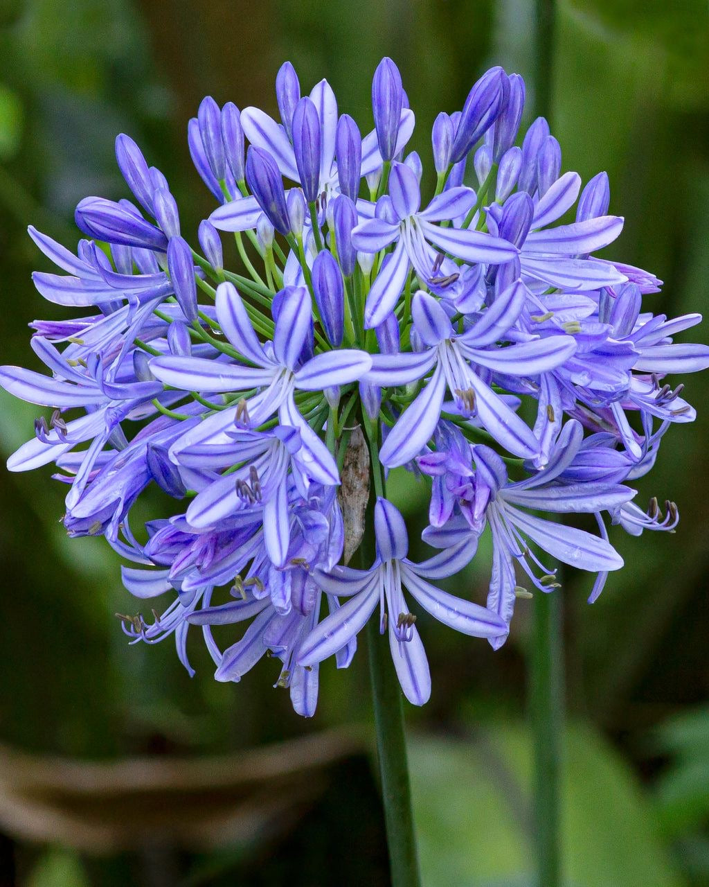 Agapanthus Blue