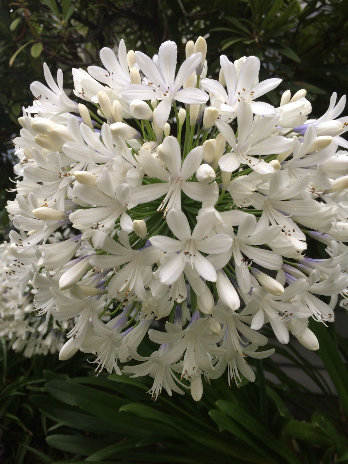 Agapanthus White