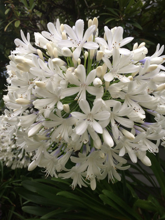 Agapanthus White