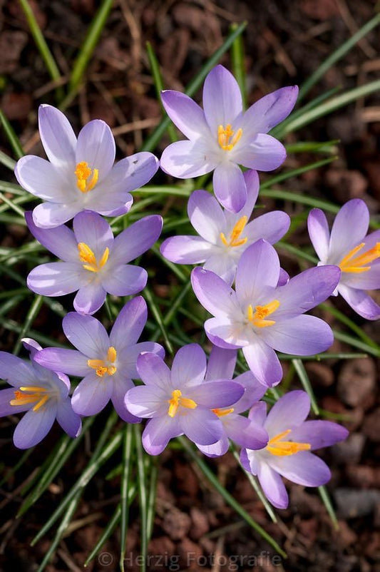 Rain Lily - Purple
