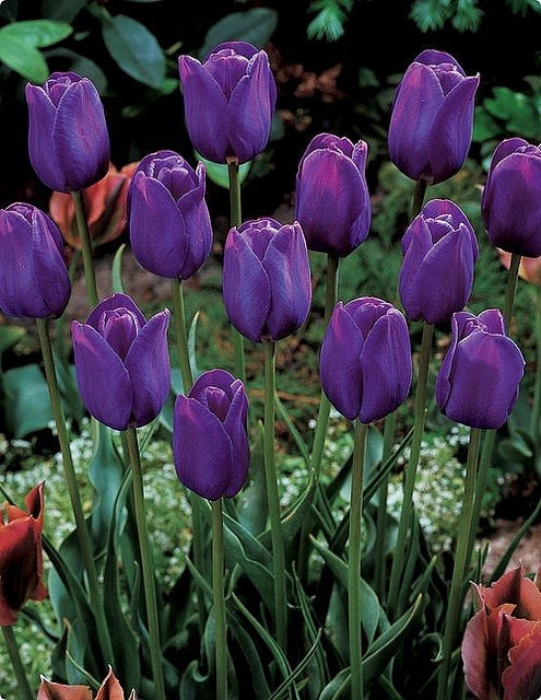 Tulip - Purple