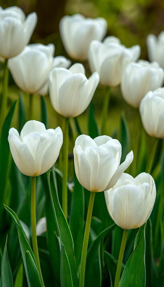 Tulip - White