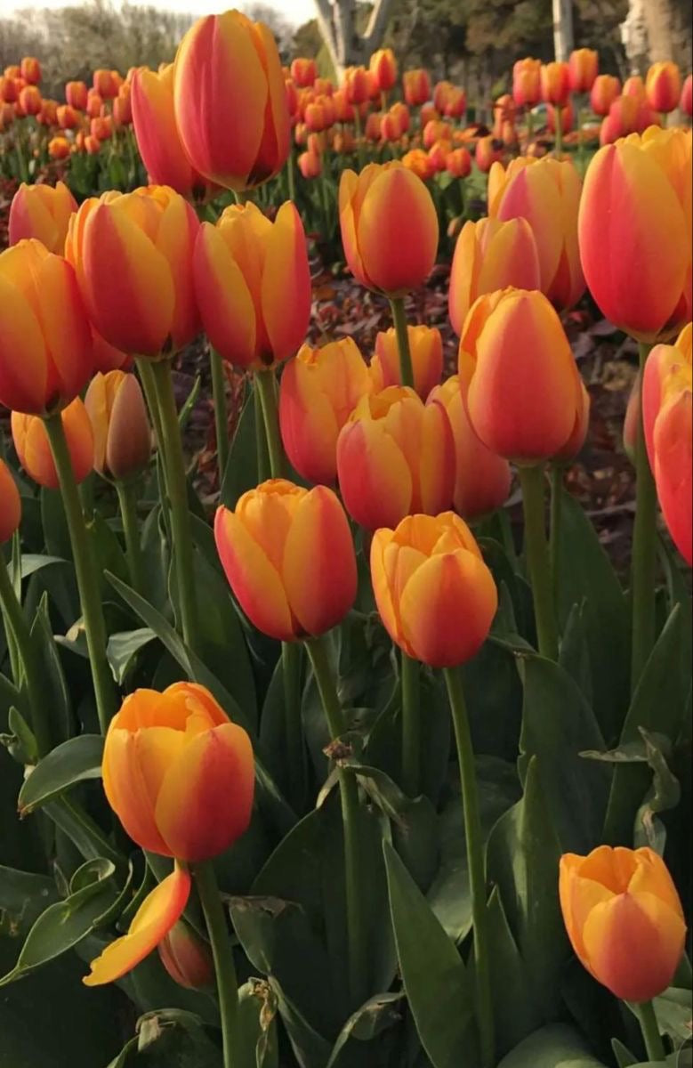 Tulip - Orange