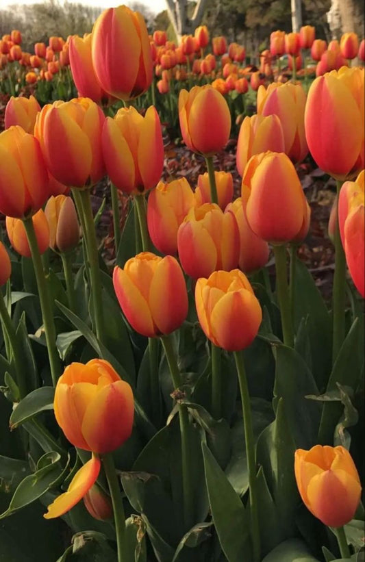 Tulip - Orange