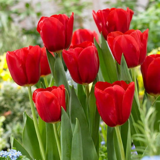 Tulip - Red