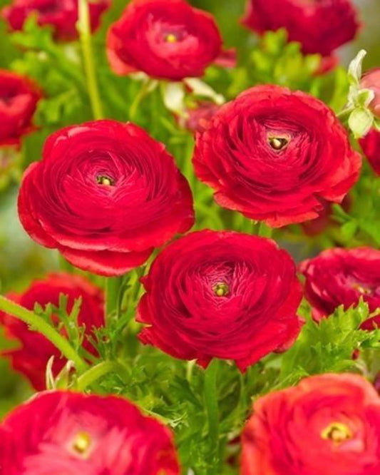 Ranunculus - Red