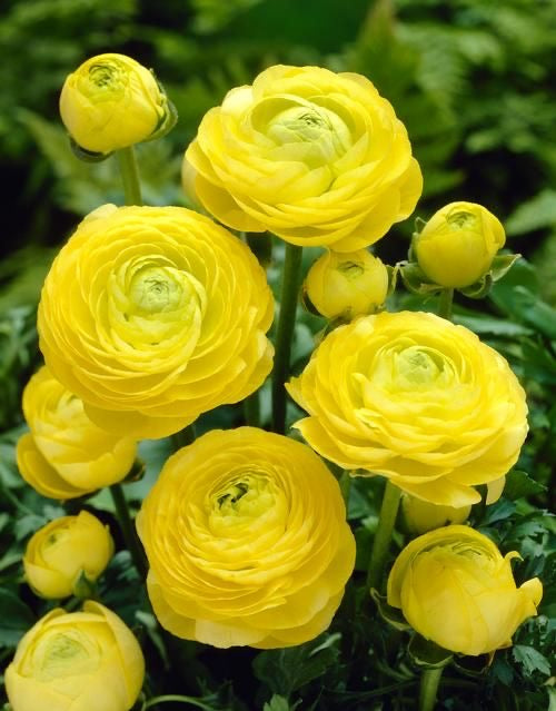 Ranunculus - Yellow