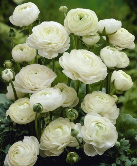 Ranunculus - White